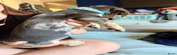 Dachshund dogs for sale: 1 beautiful boy left READY NOW  - Advert 3