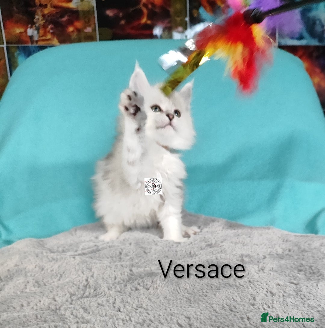 Maine Coon cats for sale: Unique beautiful kittens  - Advert 13