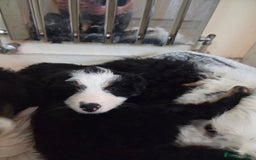 Bordoodle dogs for sale: Bordoodle pups - Advert 3