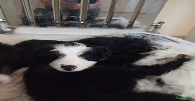 Bordoodle dogs Bordoodle pups - Advert 16