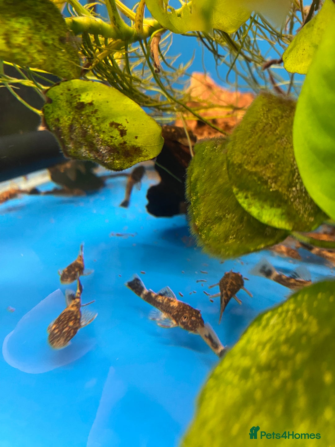 Other/Mixed Breed fish for sale: Plec’s, Angel Fish and Shrimp for sale  - Advert 10