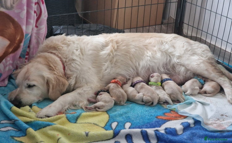 Golden Retriever dogs - Advert 8