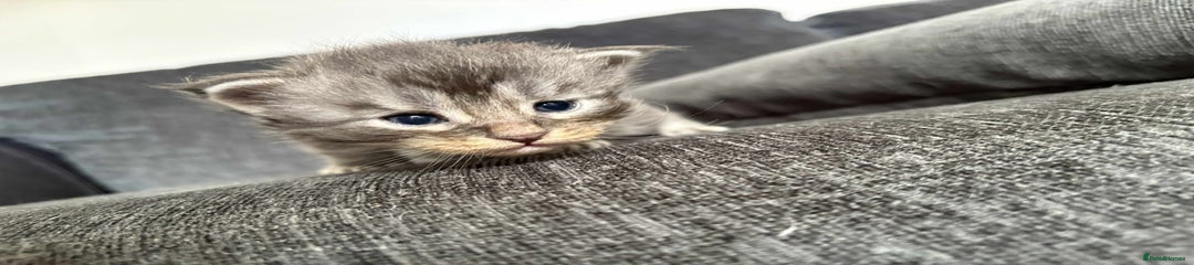 Maine Coon Kitten 2