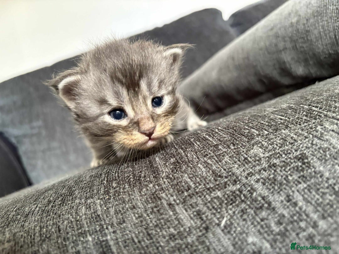 Maine Coon cats for sale: 3/4 maine coon kittens  - Image 5