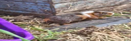 Guinea Pig rodents for sale: 8 male guinea pigs  - Advert 18