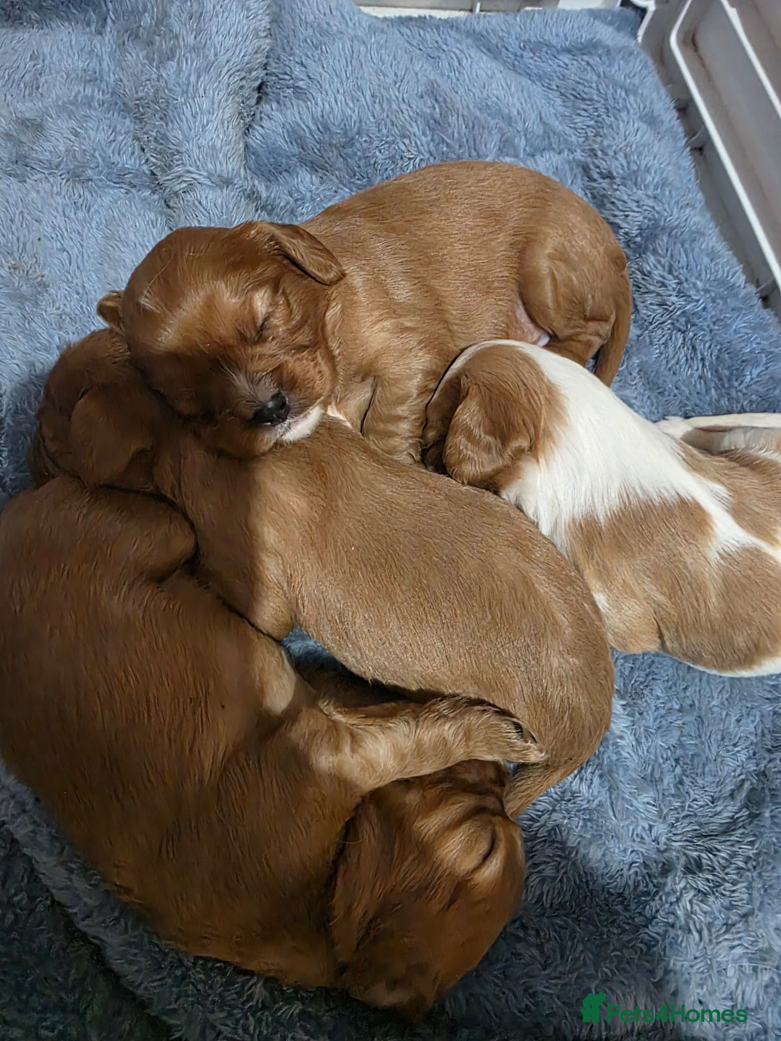 Cavalier King Charles Spaniel dogs King Charles cavalier  - Advert 2