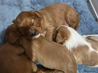 Cavalier King Charles Spaniel dogs King Charles cavalier - Advert 2