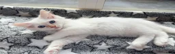 Ragdoll cats for sale: 5 Fluffy PureBred Ragdolls  - Advert 12