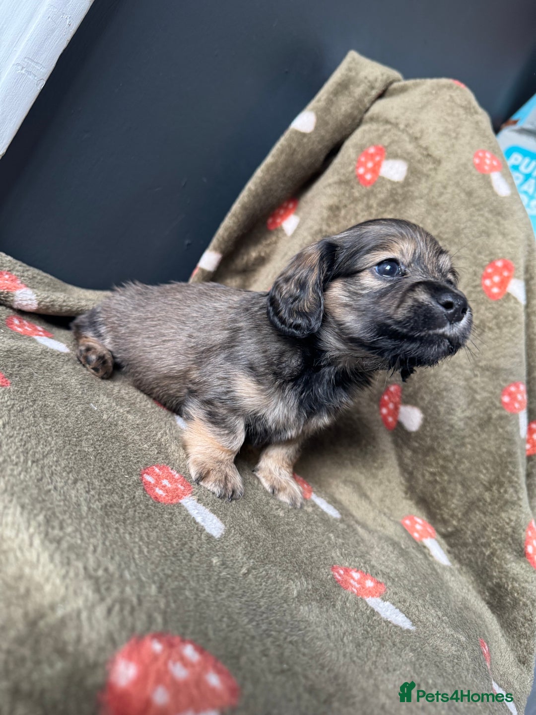 Miniature Dachshund dogs for sale: Cream&Shaded KC reg. PRA clear 4 weeks old - Image 11