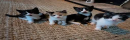 Mixed Breed cats for sale: Kittens ready for new homes  - Advert 6