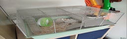 Hamster rodents for sale: Dwarf Hamster for sale with all the extras - Advert 3