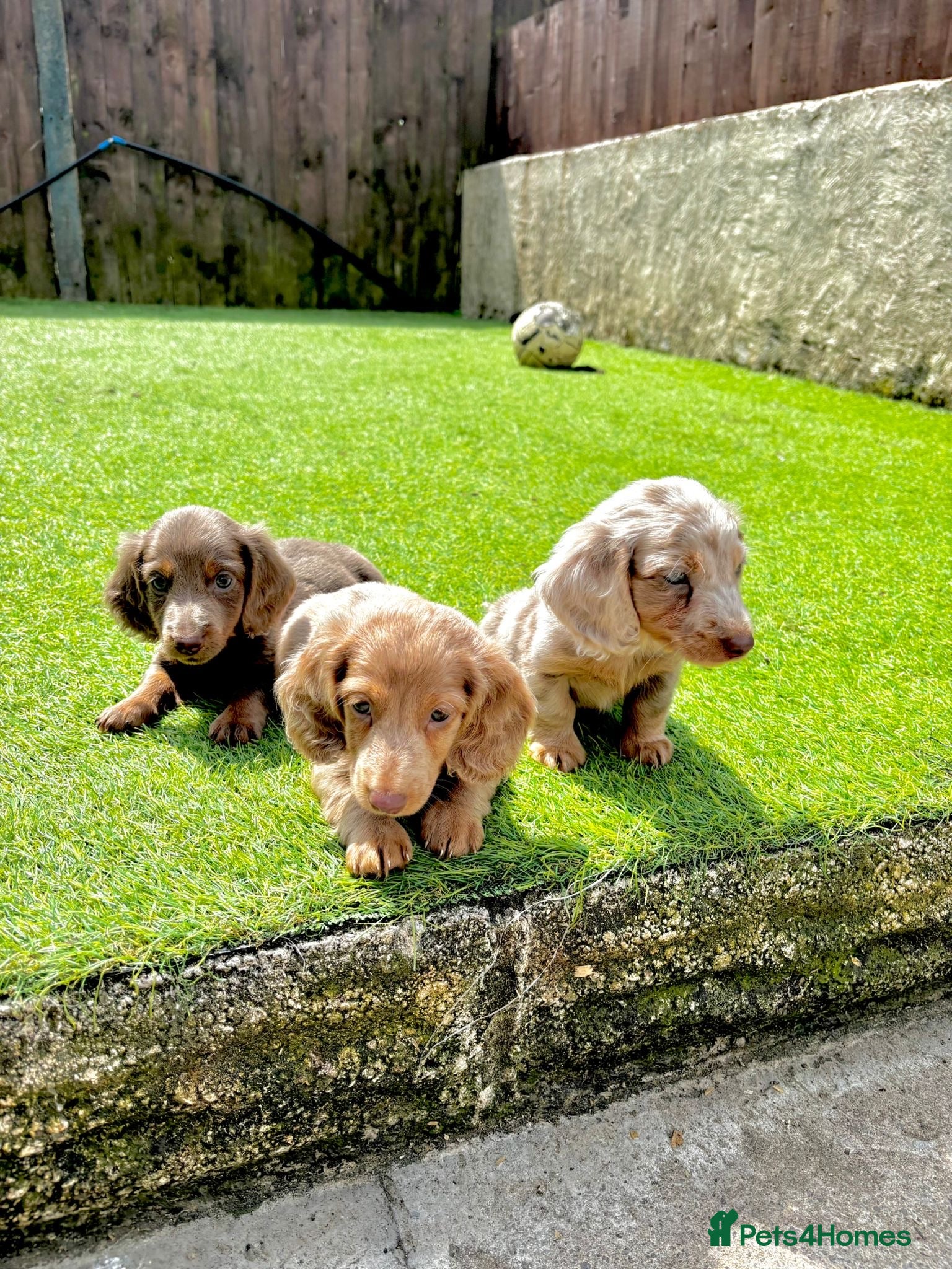 Miniature Dachshund dogs for sale: KC REGISTERED Long haired miniature dachshunds  - Advert 1