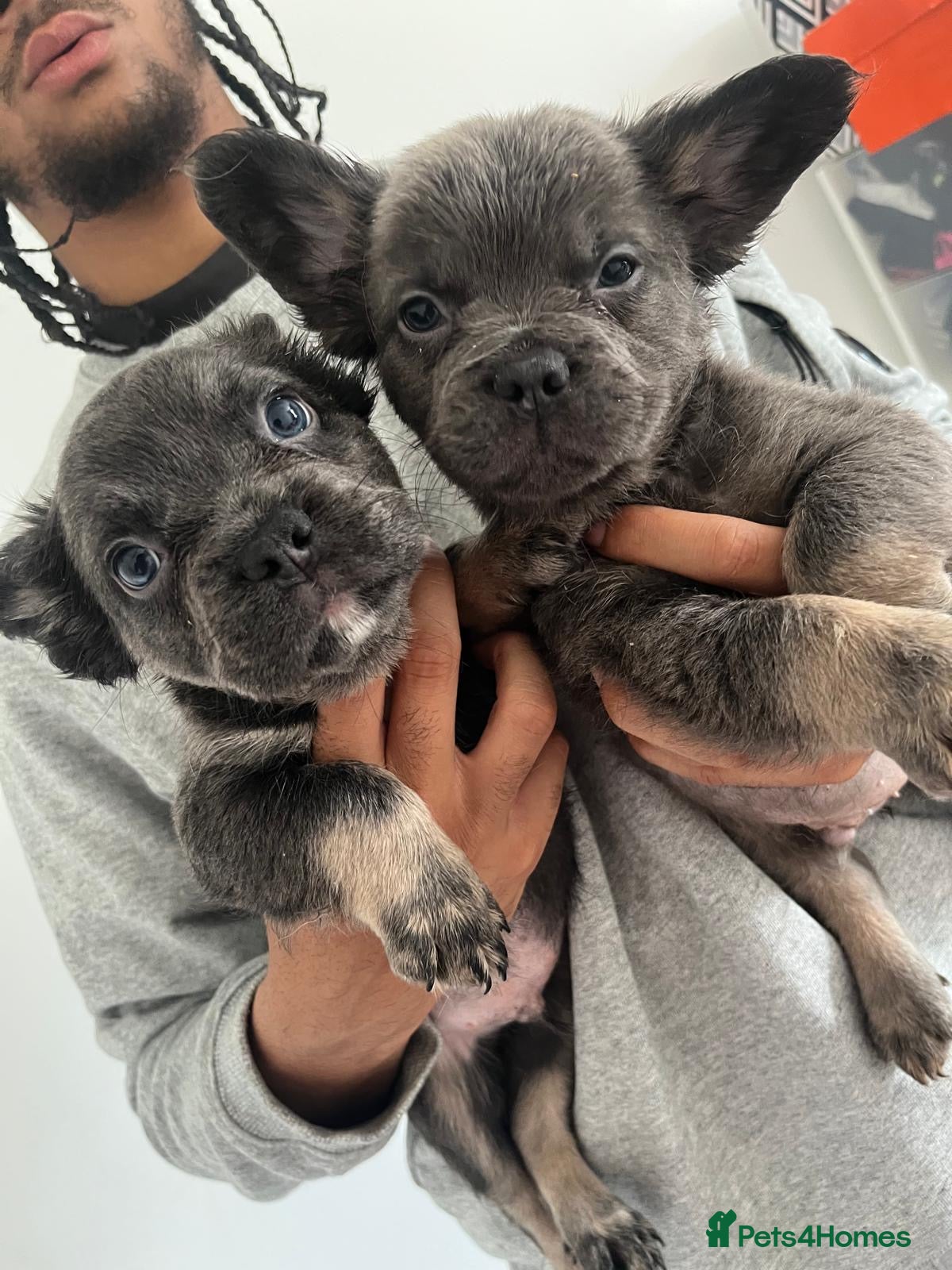 French Bulldog dogs for sale: French bulldogs for sale  - Advert 20