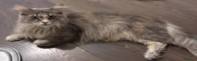 Maine Coon 1