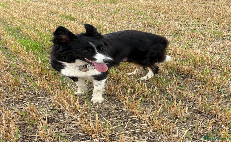Border Collie dogs - Advert 5