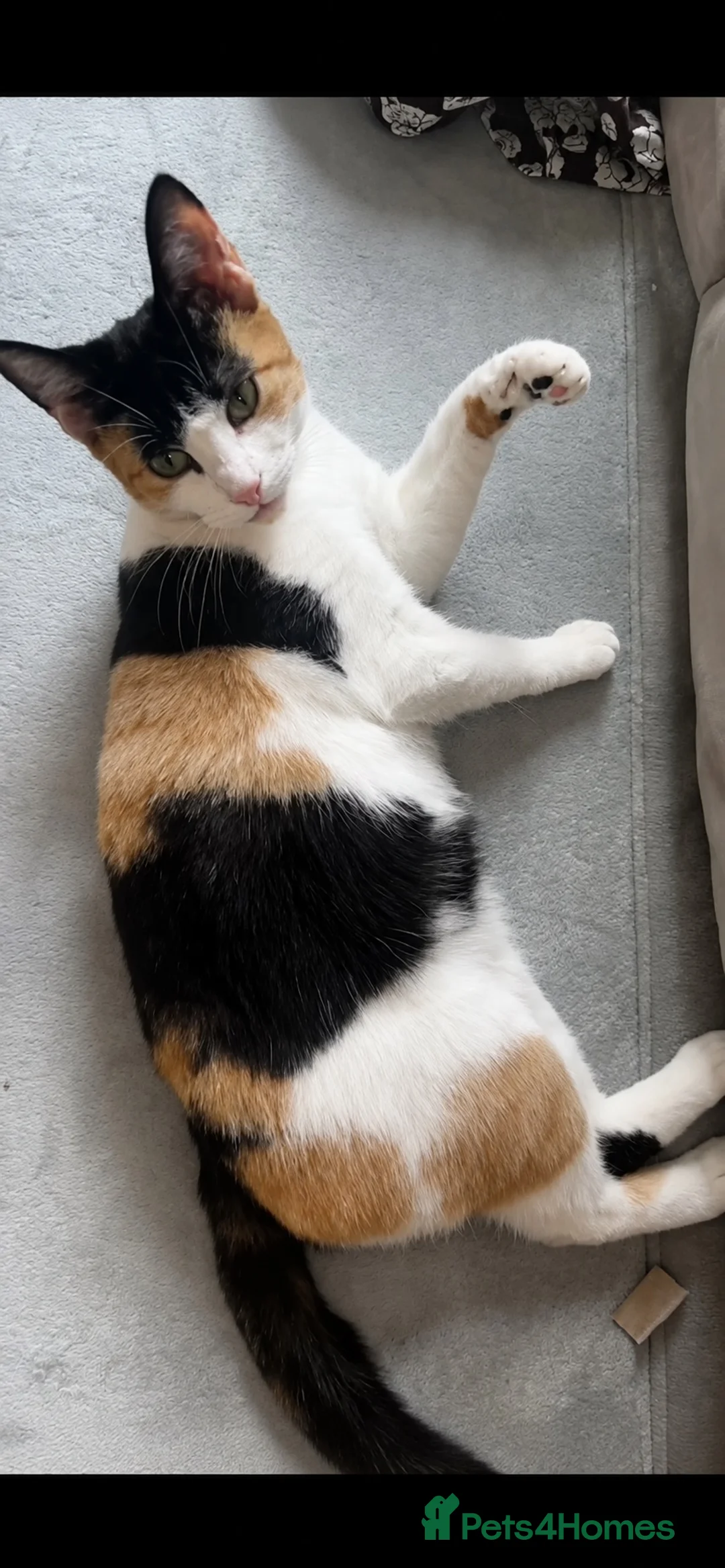 Domestic Shorthair cats for sale: Domestic shorthair kitten for sale black-white- - Advert 2