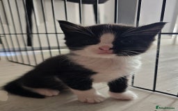 Domestic Shorthair cats for sale: 3 Adorable Kittens - Image 14