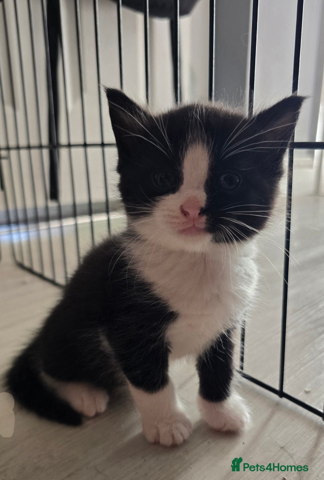 Domestic Shorthair cats for sale: 3 Adorable Kittens - Image 14