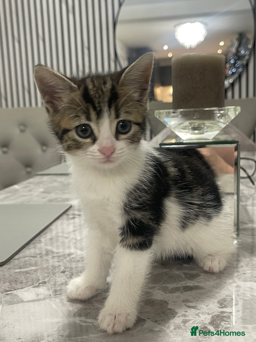 Mixed Breed cats for sale: Kittens available 8 weeks old  - Advert 12