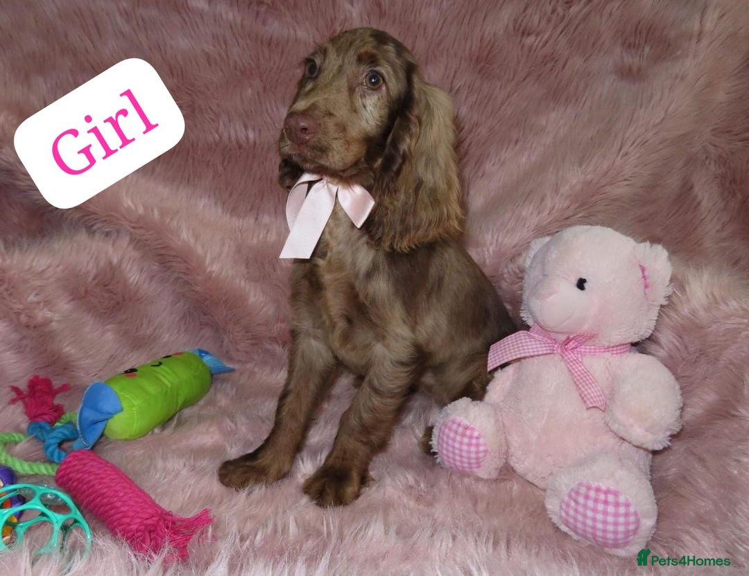 Cocker Spaniel dogs for sale: 🏆BEAUTIFUL COLOURS 🏆 SHOW TYPE COCKER SPANIELS - Image 21