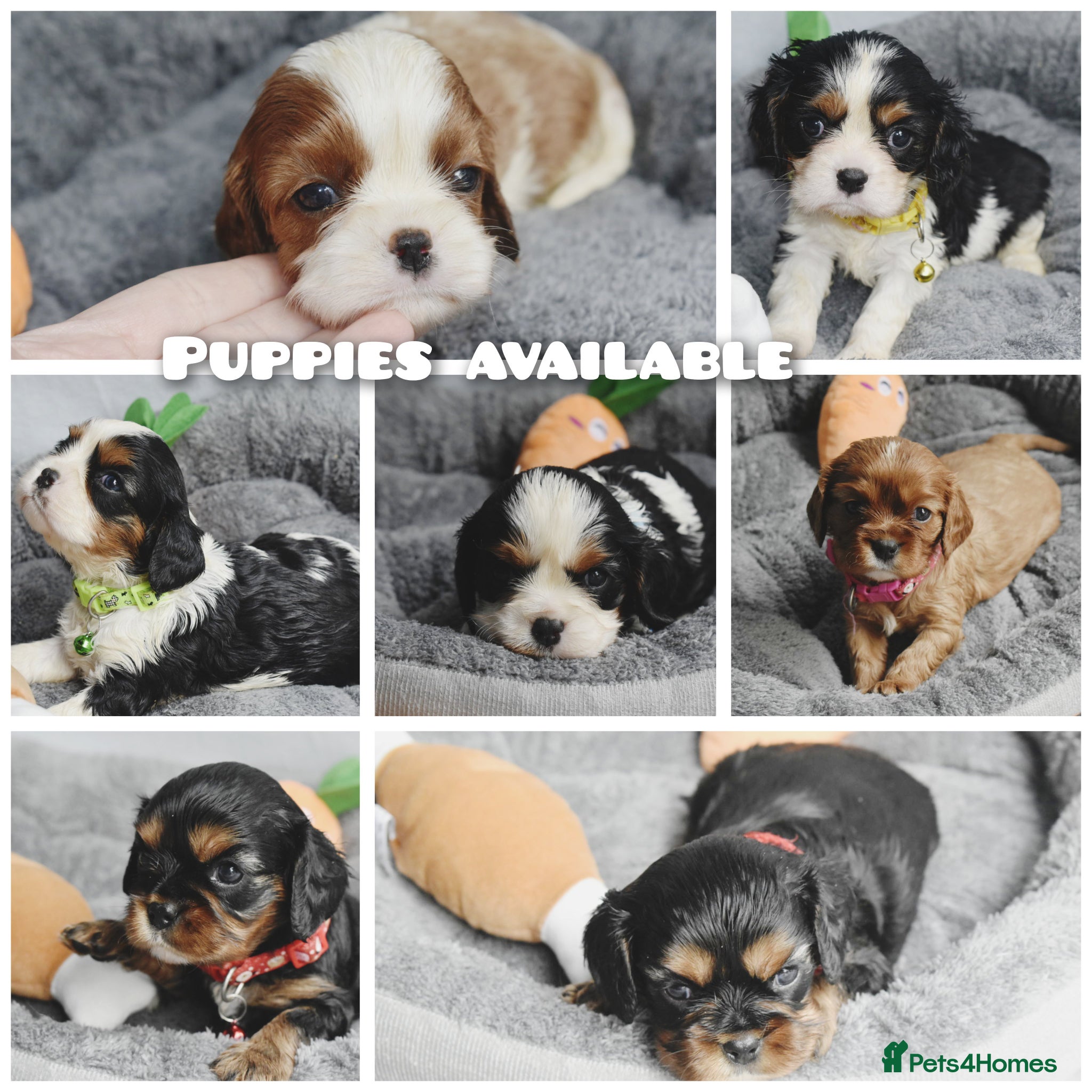 Cavalier King Charles Spaniel dogs FULLY HEALTH TESTED KC CAVALIERS PUPPIES - Advert 7