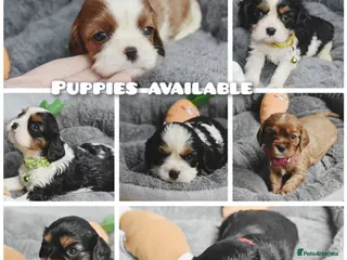 Cavalier King Charles Spaniel dogs FULLY HEALTH TESTED KC CAVALIERS PUPPIES - Advert 8