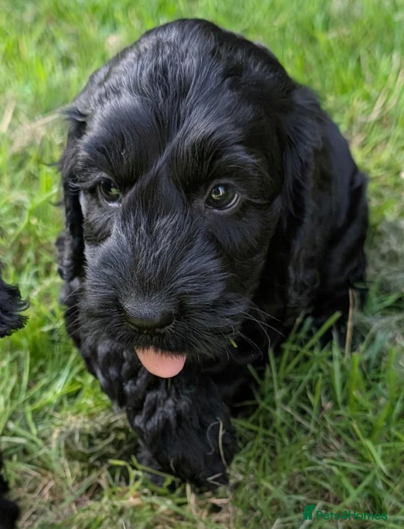 Cockapoo dogs Licensed breeder, health tested F1 cockapoos - Advert 1