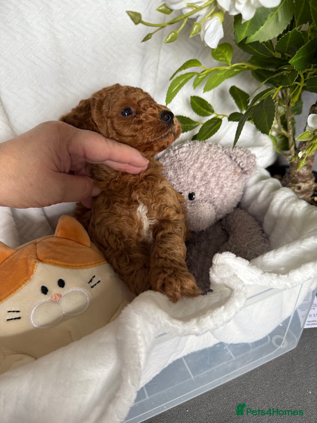 Cavapoo dogs for sale: F1B cavapoo puppies - Image 10