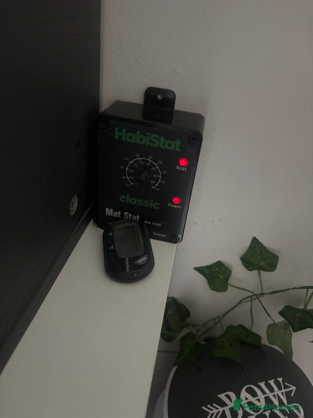 Leopard Gecko reptiles for sale: Leopard Gecko with enclosure in Bodmin - Advert 3