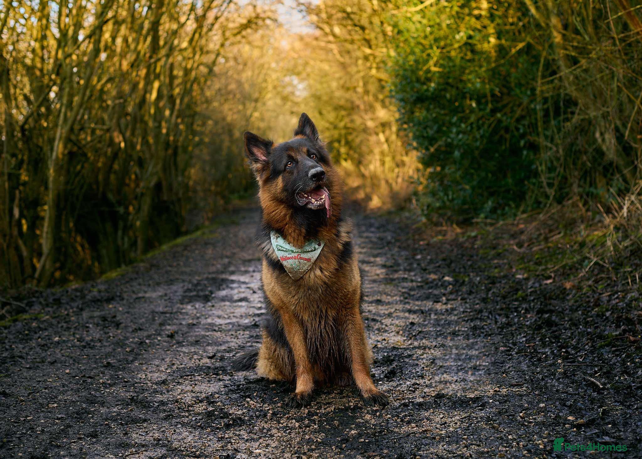 German Shepherd dogs Long haired german shepherd for stud - Advert 1