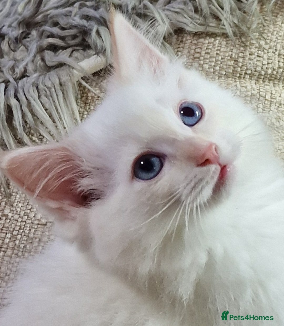 Ragdoll cats for sale: beautiful Ragdool ready for new parents - Image 6
