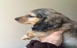 Miniature Dachshund dogs for sale: Highest quality champion line cream long haired  - Image 15