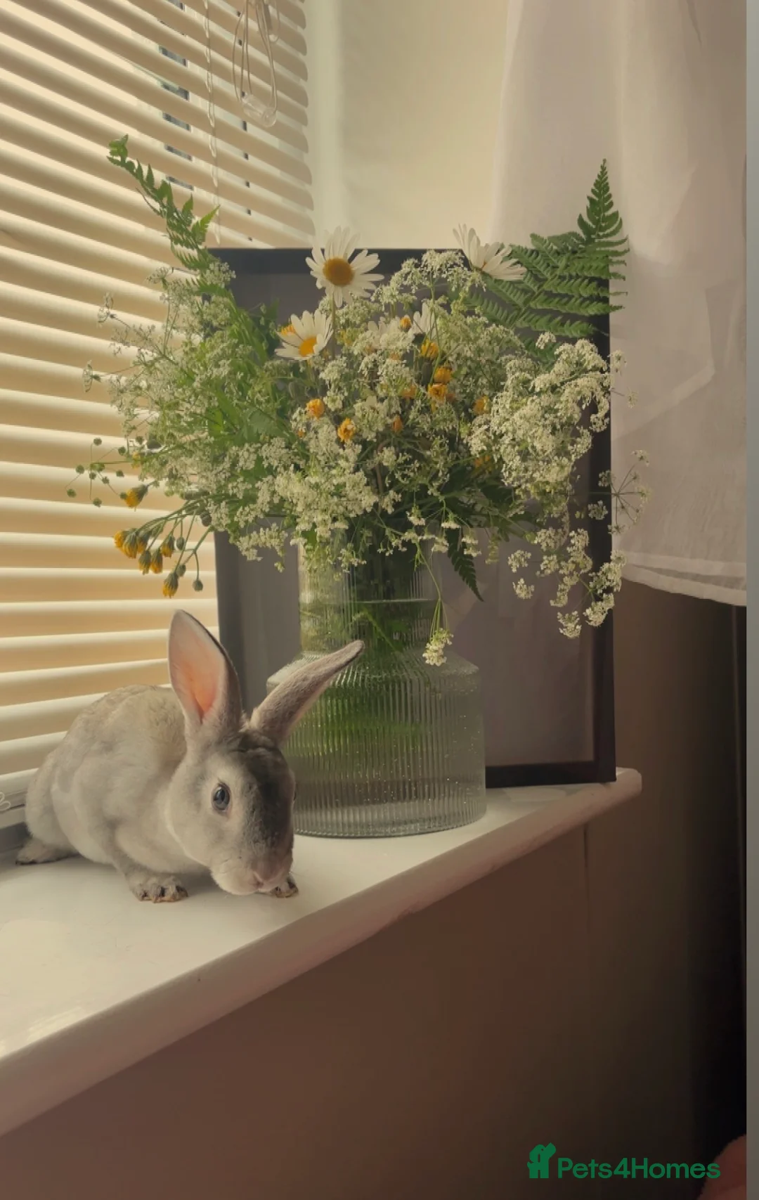 Rex rabbits for sale: Grey baby Rex  - Advert 4