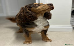 Sprocker dogs for sale: Stunning Sprocker pups  - Advert 3