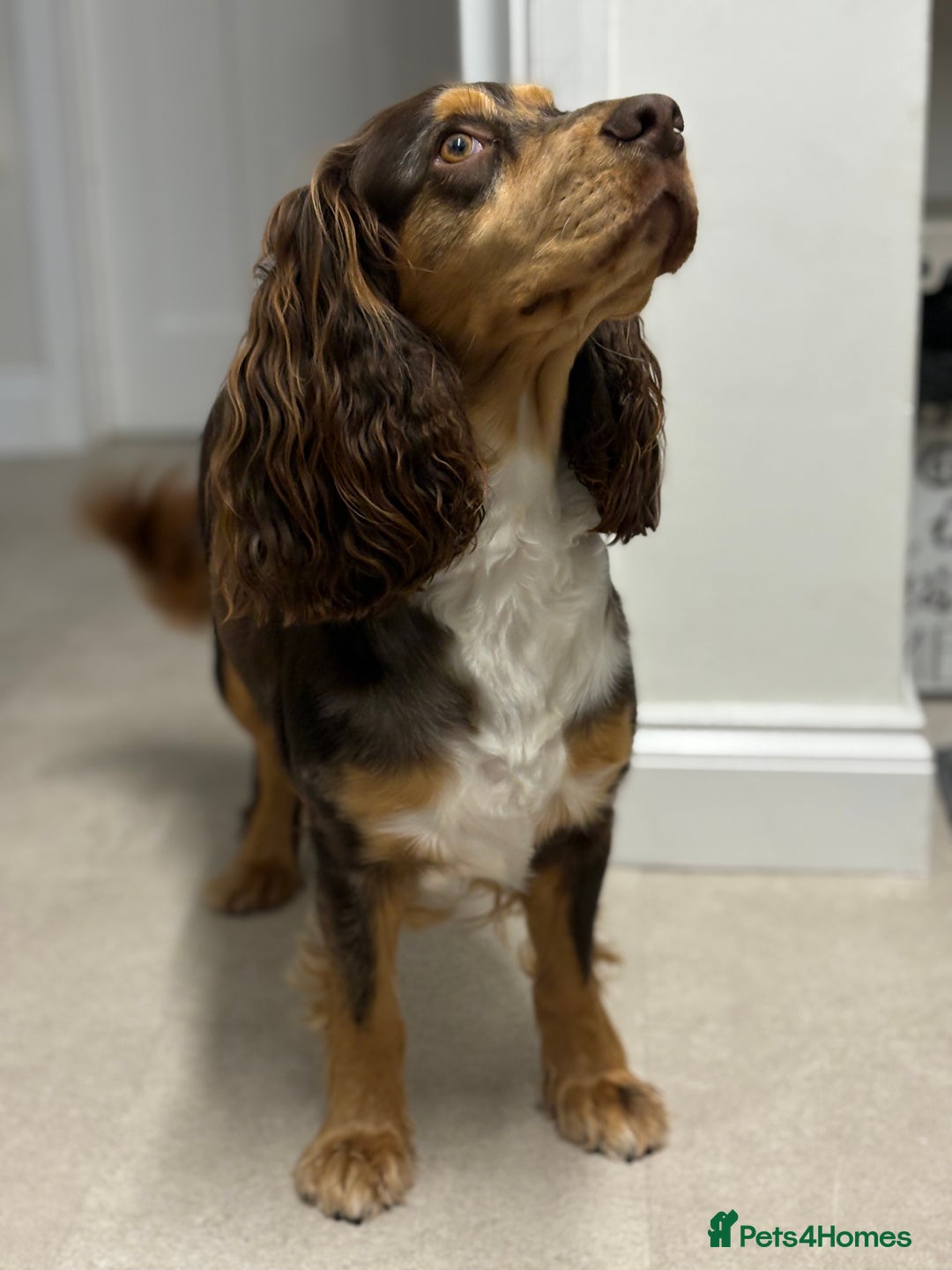 Sprocker dogs for sale: Stunning Sprocker pups  - Advert 3