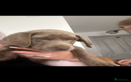 Labrador Retriever dogs for sale: Silver labradors *READY TO LEAVE* - Image 10
