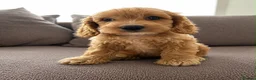 Cockapoo dogs for sale: Cockapoo in Southampton - Advert 5