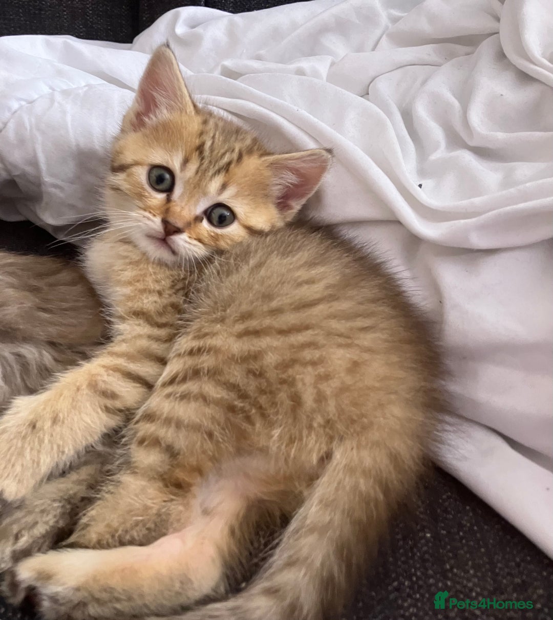 Scottish Fold cats for sale: 1 fold 2 straight Scottish darlings  - Image 26