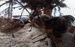 Quail poultry for sale: Jumbo Cortornix Quail - Italian, Pharoah and white - Advert 6