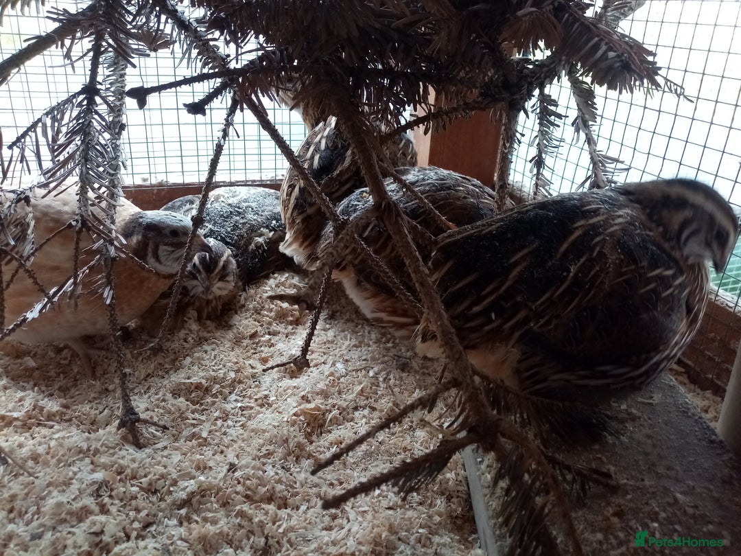 Quail poultry for sale: Jumbo Cortornix Quail - Italian, Pharoah and white - Advert 6