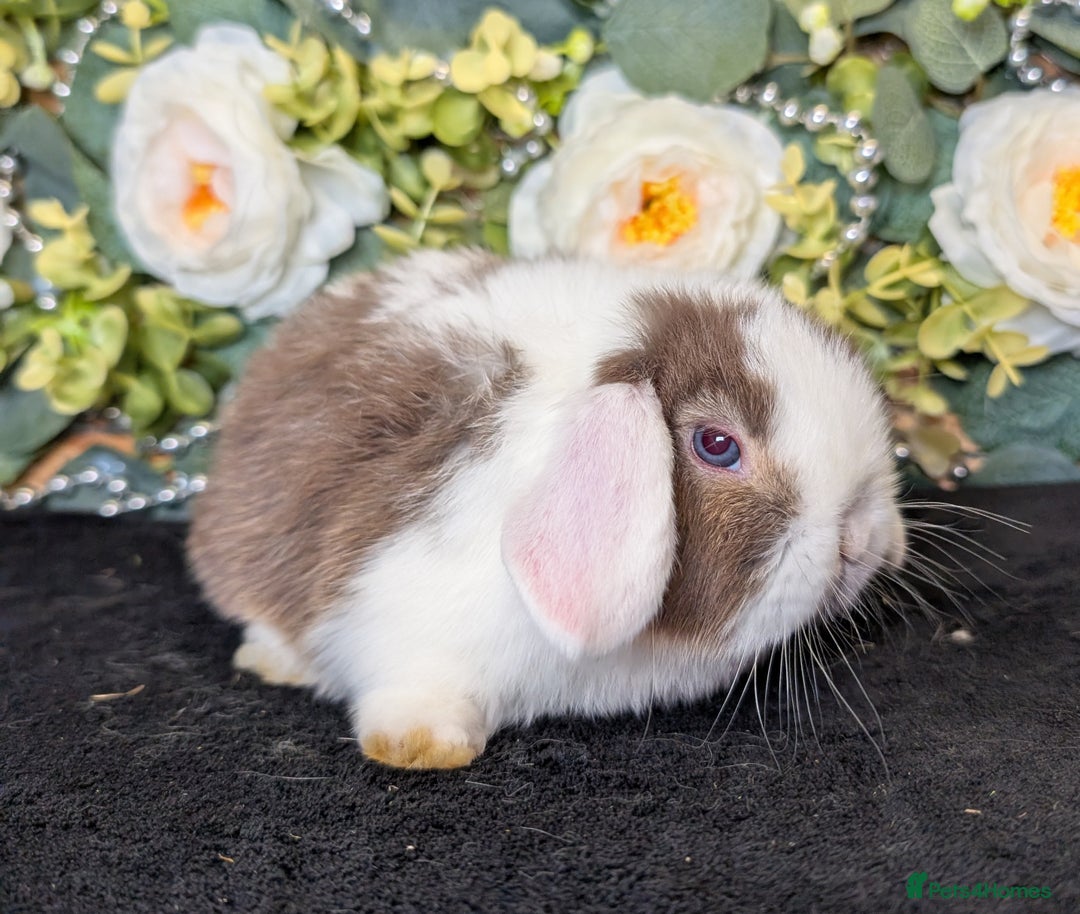 Mini Lop rabbits for sale: ❤️Stunning mini lop babies❤️ - Advert 29