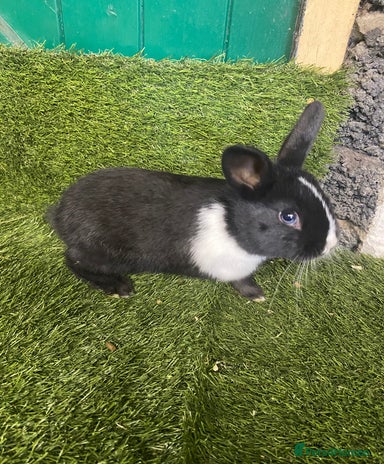 Rabbits for sale | Pets4Homes