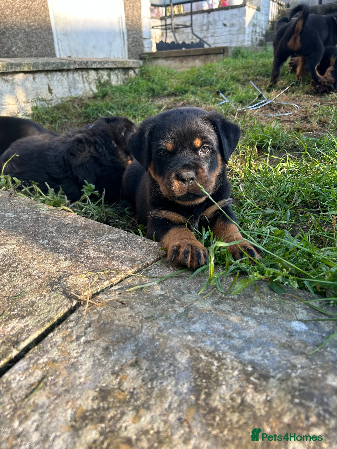 Rottweiler dogs for sale: *** Pedigree Rottweilers due 4th dec*** - Advert 11
