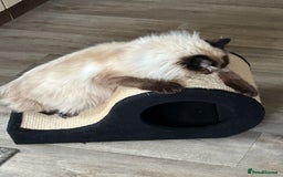 Ragdoll cats for sale: Beautiful seal point ragdoll boy  - Image 4