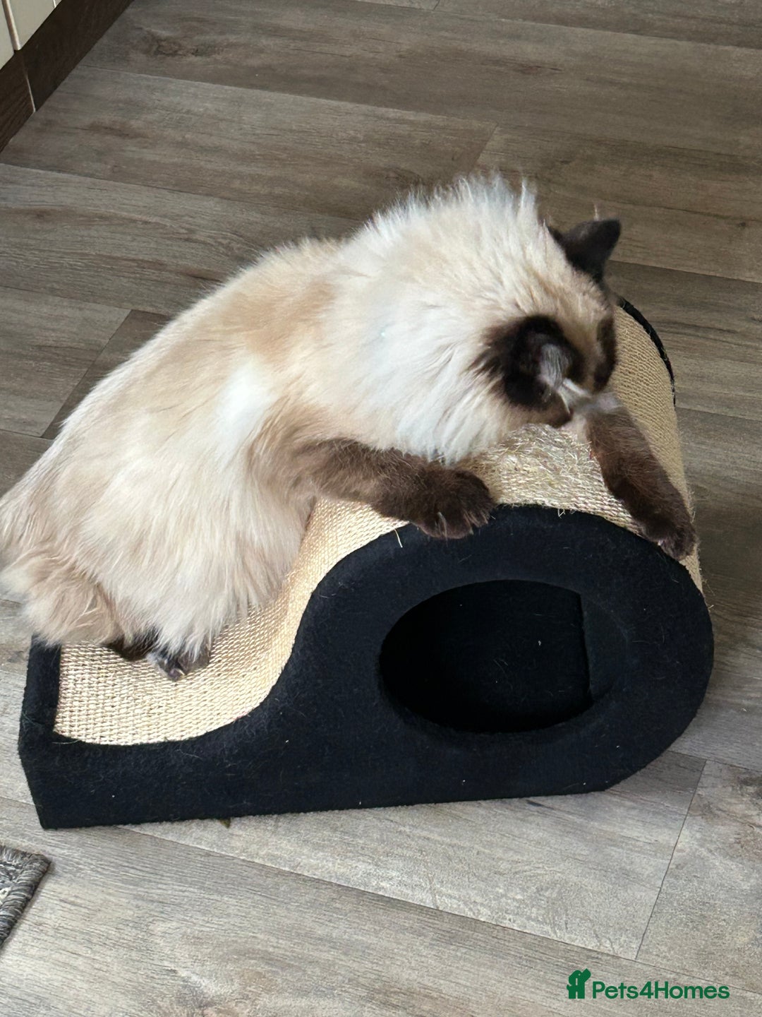 Ragdoll cats for sale: Beautiful seal point ragdoll boy  - Image 4