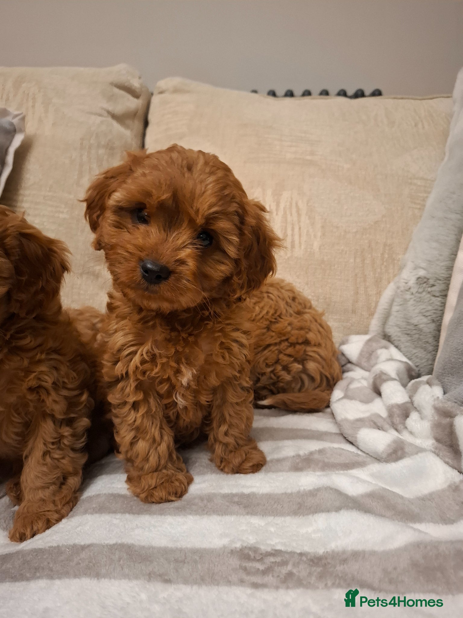 Cavapoo dogs ⭐️F1 Teddy bear cavapoo. Extensively health tested - Advert 12