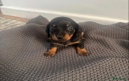 Miniature Dachshund dogs for sale: Miniature dachshunds  - Image 3
