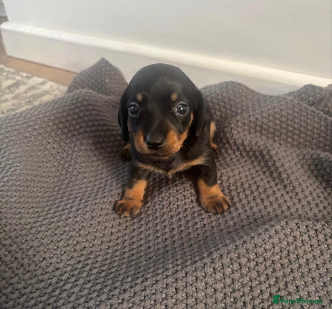 Miniature Dachshund dogs for sale: Miniature dachshunds  - Image 3