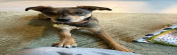 Mixed Breed dogs for sale: Tella  - Advert 6
