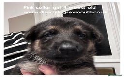 German Shepherd dogs for sale: German shepherd puppies  - Image 28